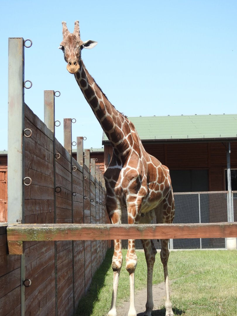 reticulated giraffe outdoors