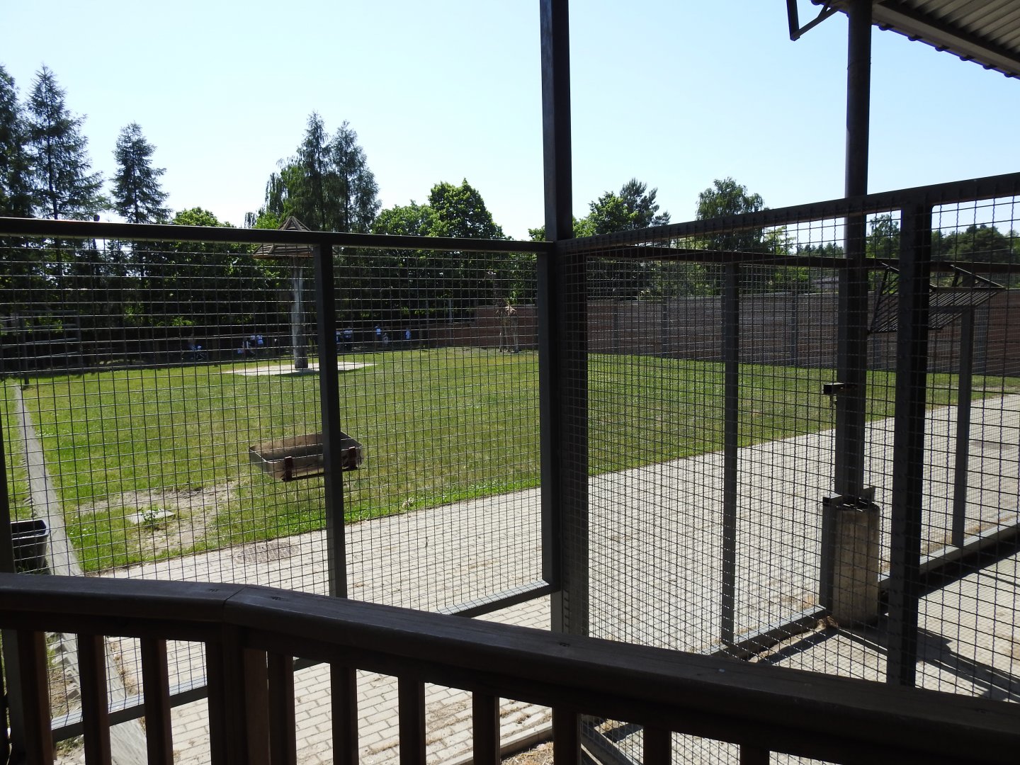 reticulated giraffe outdoors