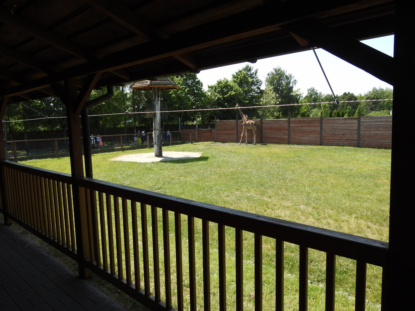 reticulated giraffe outdoors