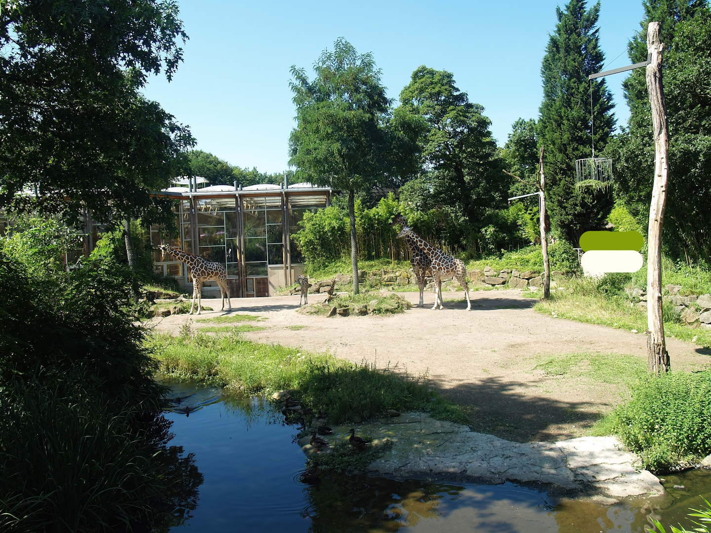 Reticulated giraffe paddock, 2008-08-06