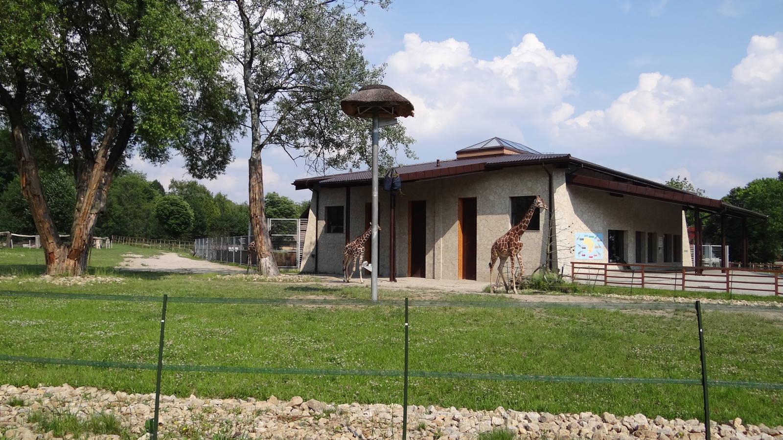 Reticulated Giraffe paddock and house