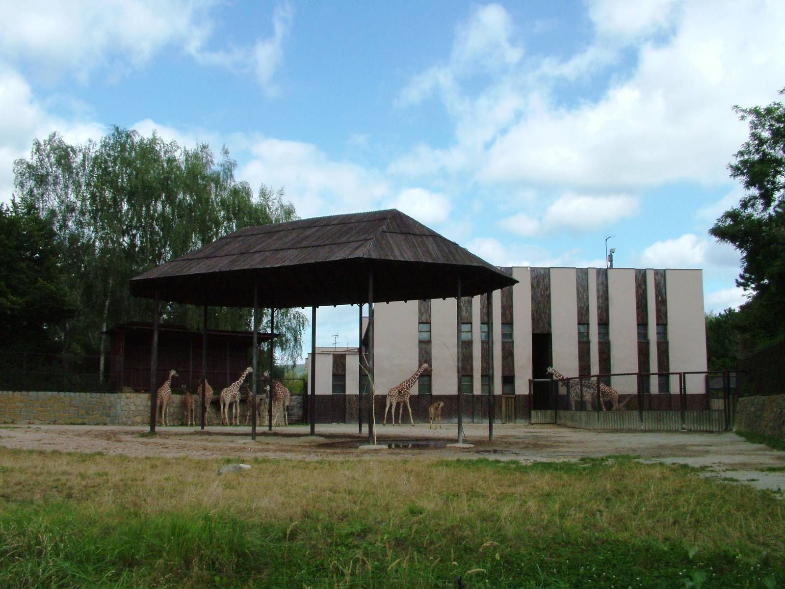 Reticulated Giraffe Paddock at Dvur Kralove, 27/08/12