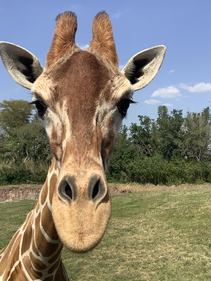 “Reticulated” Giraffe Patty up close on Safari ride 3/21/24