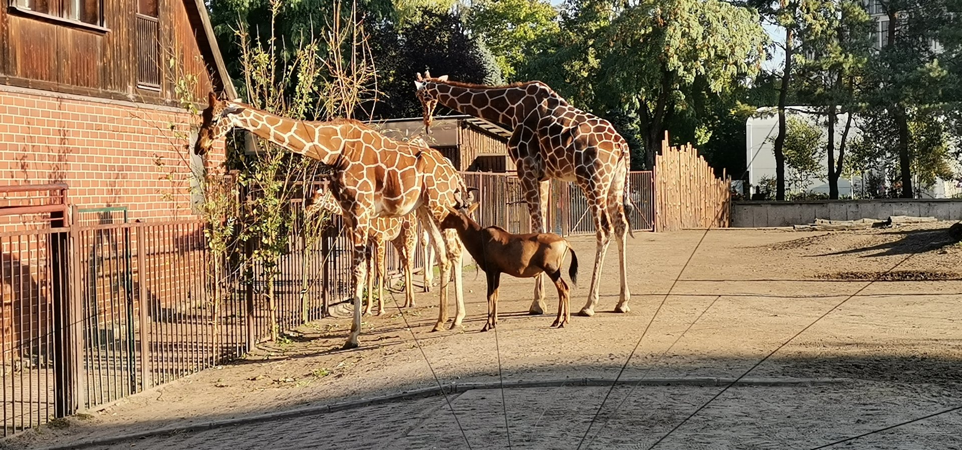 Reticulated Giraffe,  Red Hartebeest