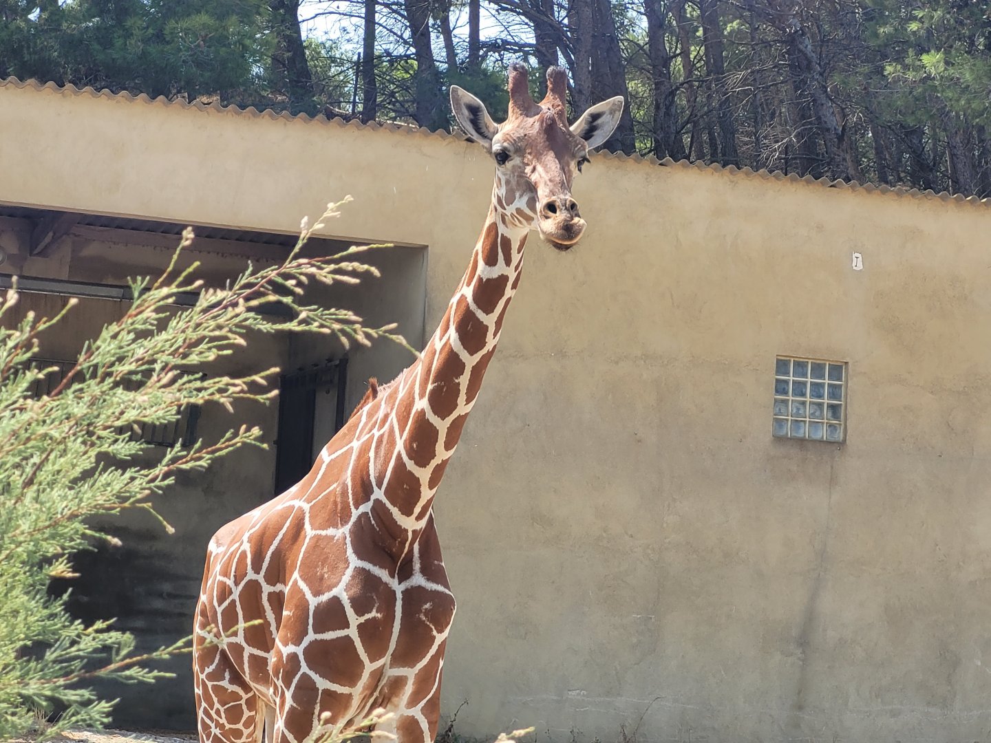 Reticulated giraffe -Réserve Africaine de Sigean (2022)
