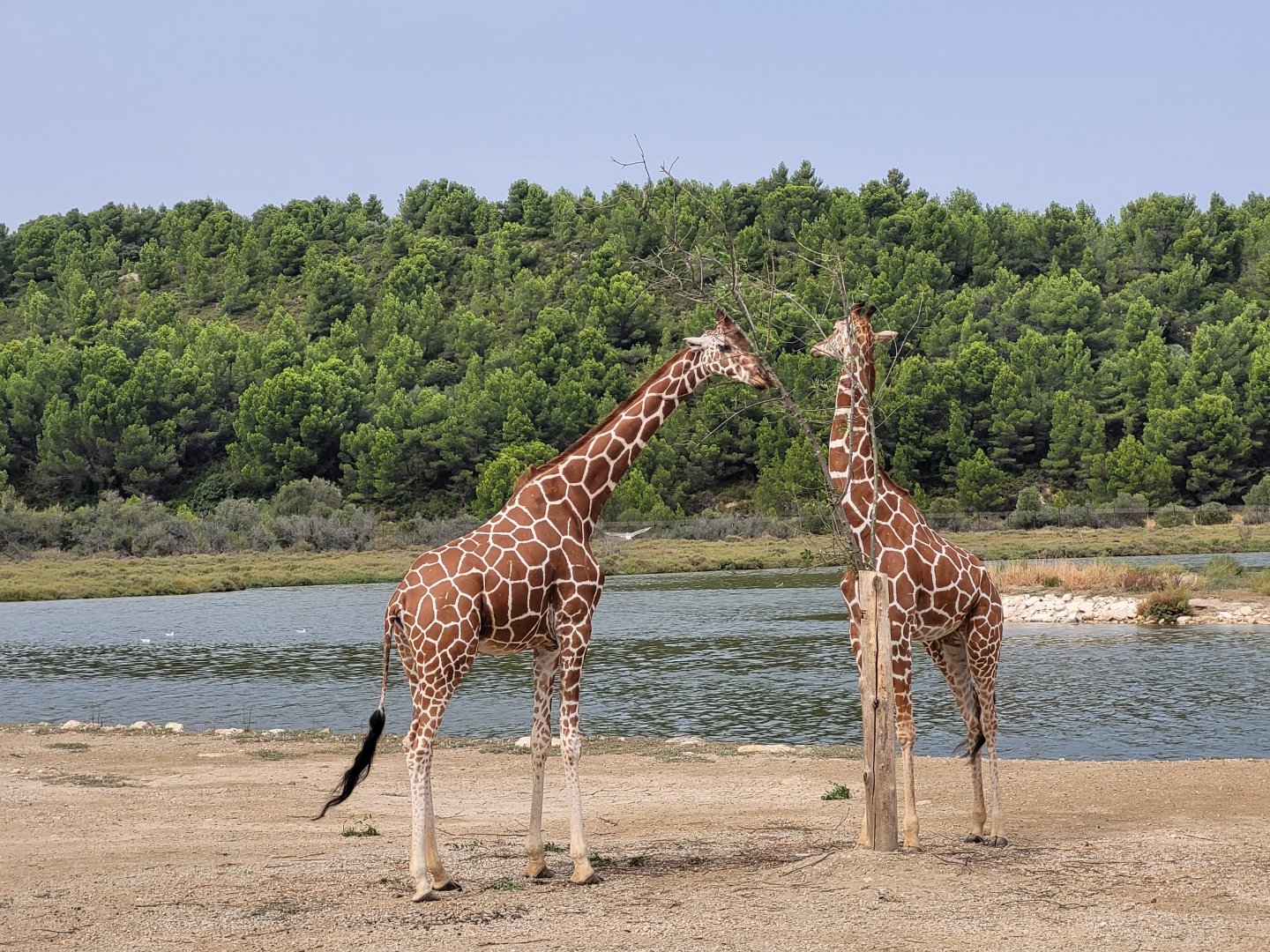 Reticulated giraffe -Réserve Africaine de Sigean (2022)