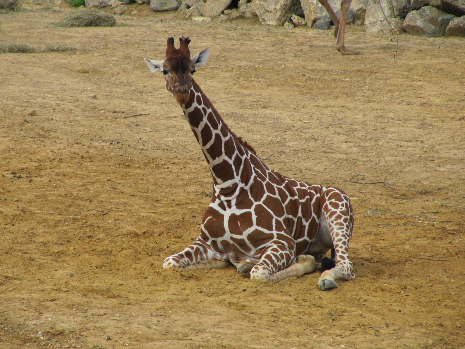 Reticulated giraffe resting on 06/08/2016
