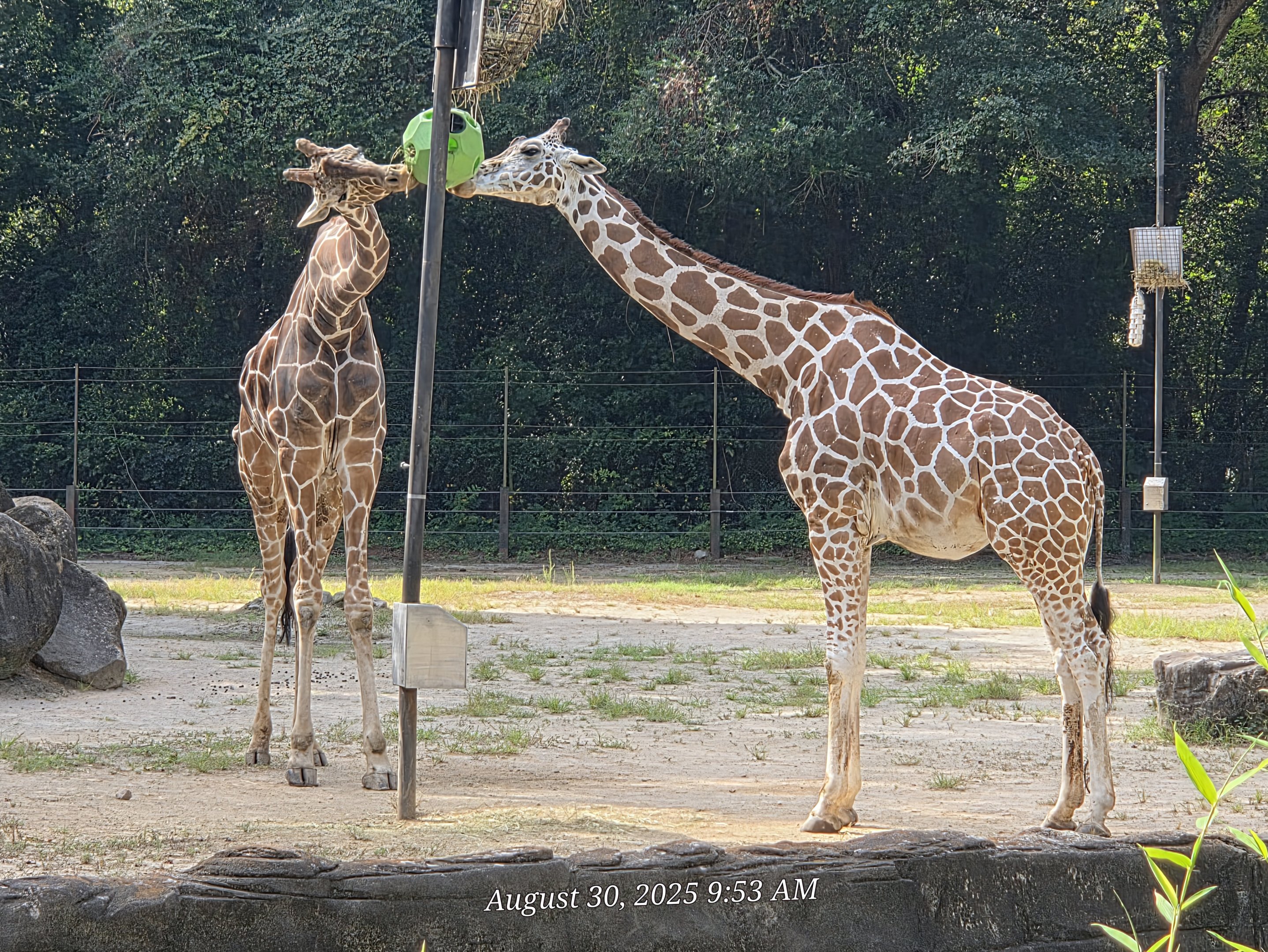 Reticulated Giraffe-Riverbanks Zoo