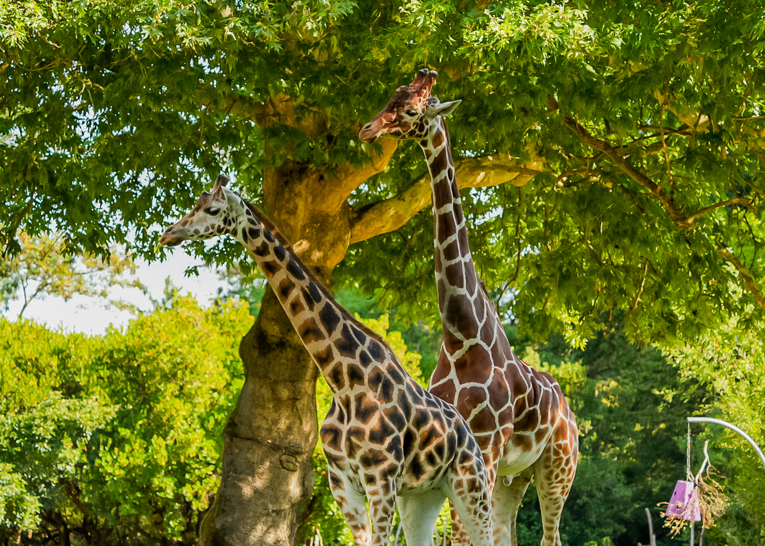 Reticulated Giraffe & Rothschild's Giraffe