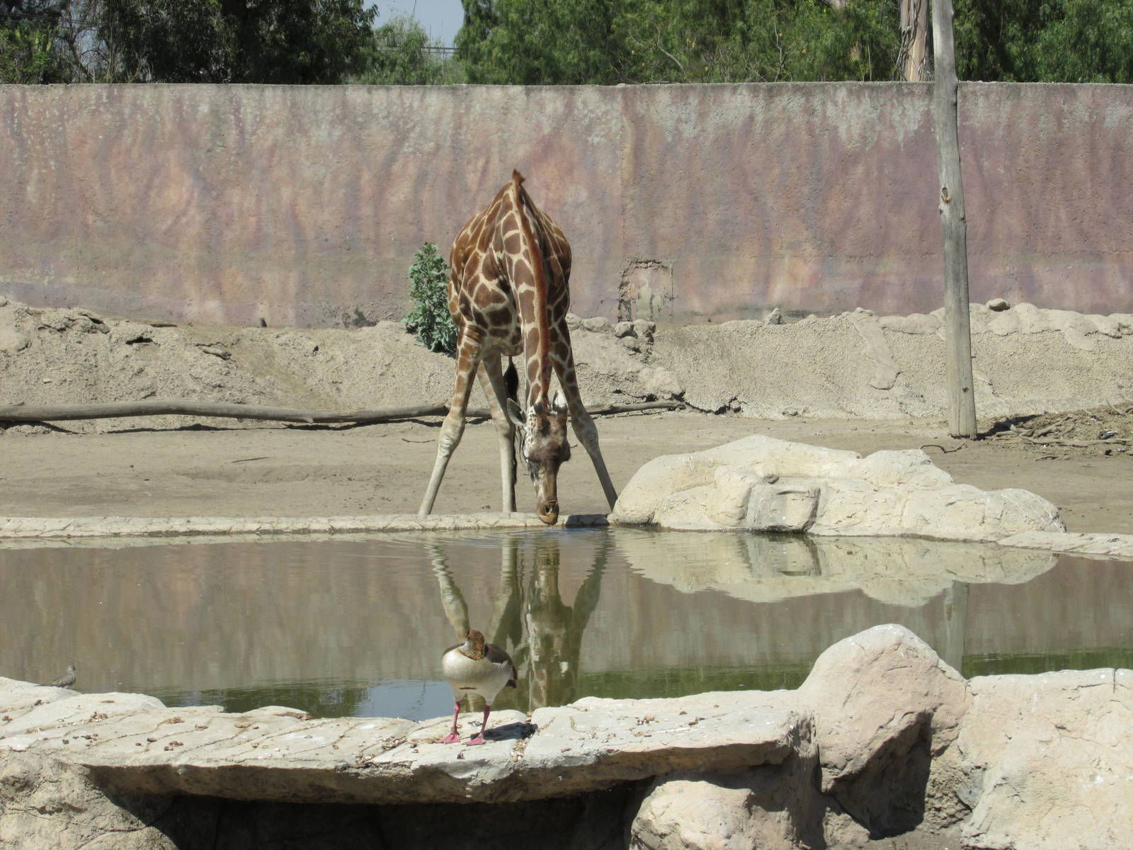 reticulated giraffe san juan de aragon zoo