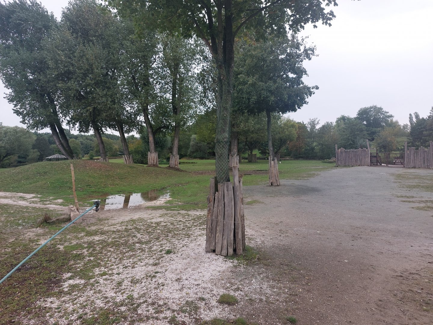 Reticulated giraffe savanna