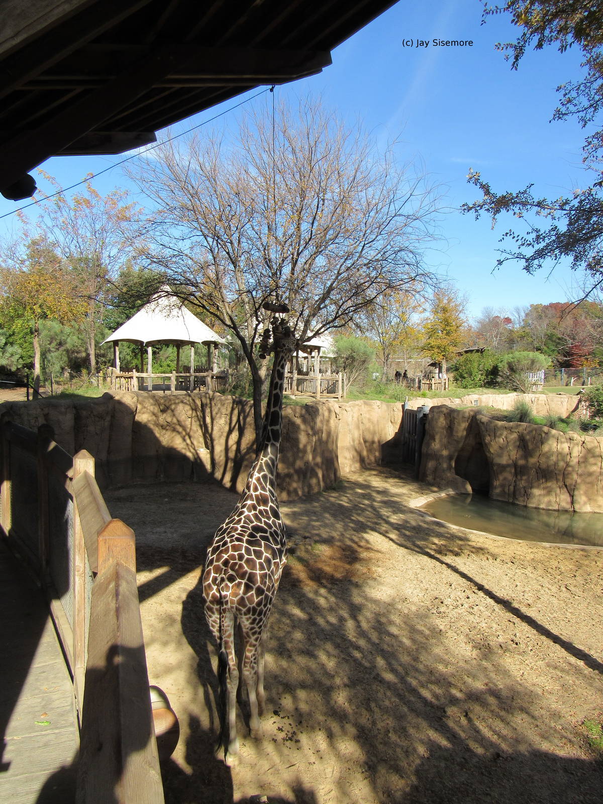Reticulated Giraffe Scratching its Head on Odd Enrichment Object.