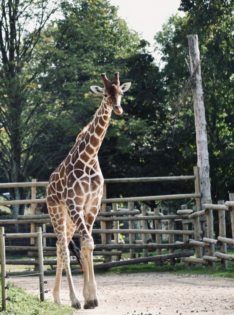 Reticulated Giraffe - September 2020