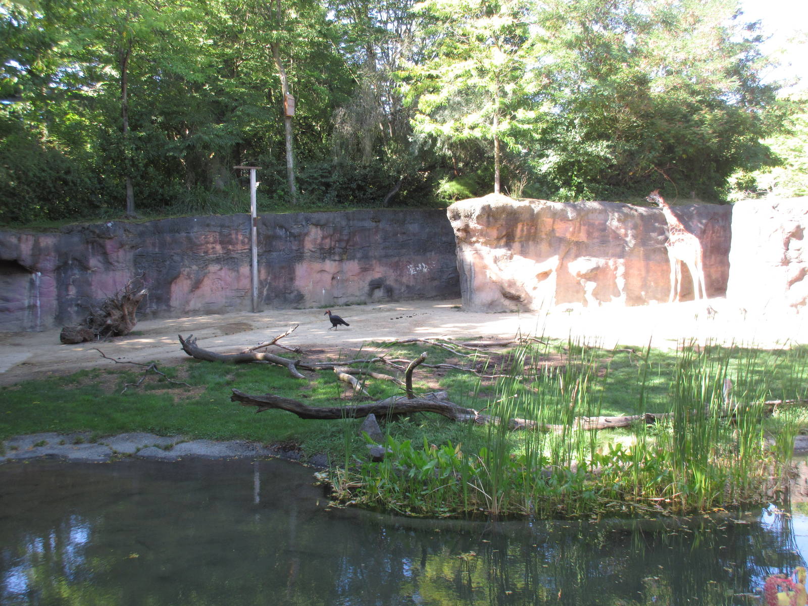 Reticulated Giraffe/Speke's Gazelle/Ground Hornbill Exhibit