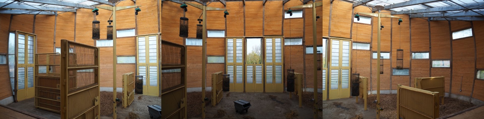 Reticulated giraffe stable (Nov 10th, 2018)