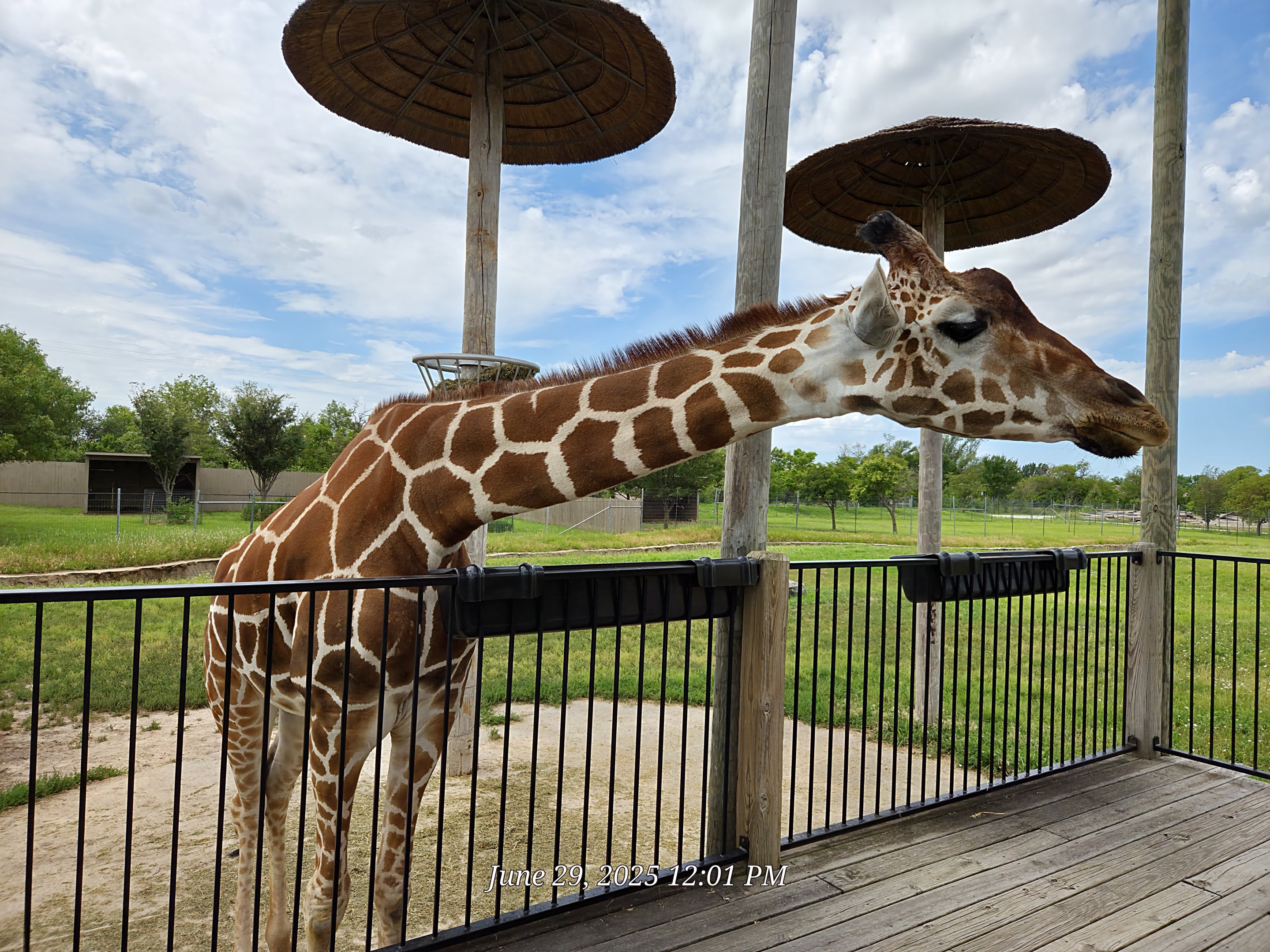 Reticulated Giraffe - Tanganyika Wildlife Park