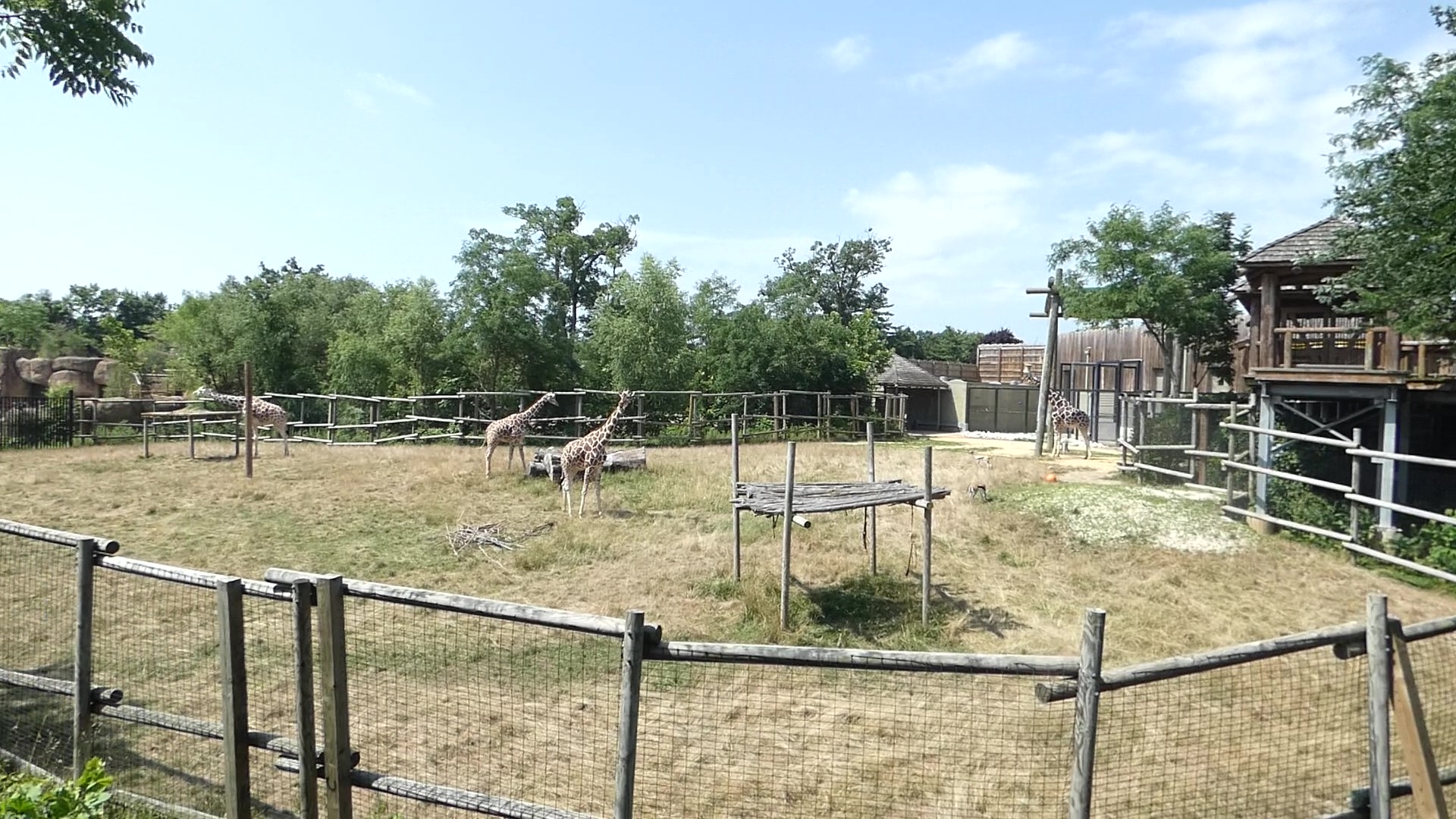 Reticulated Giraffe/Thomson's Gazelle Exhibit