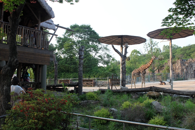 Reticulated Giraffe, Waterbuck, Springbok exhibit