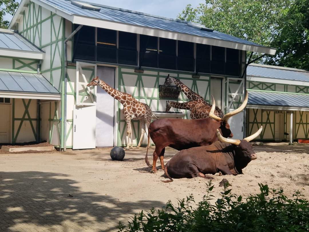 Reticulated giraffe/Watussi Cattle
