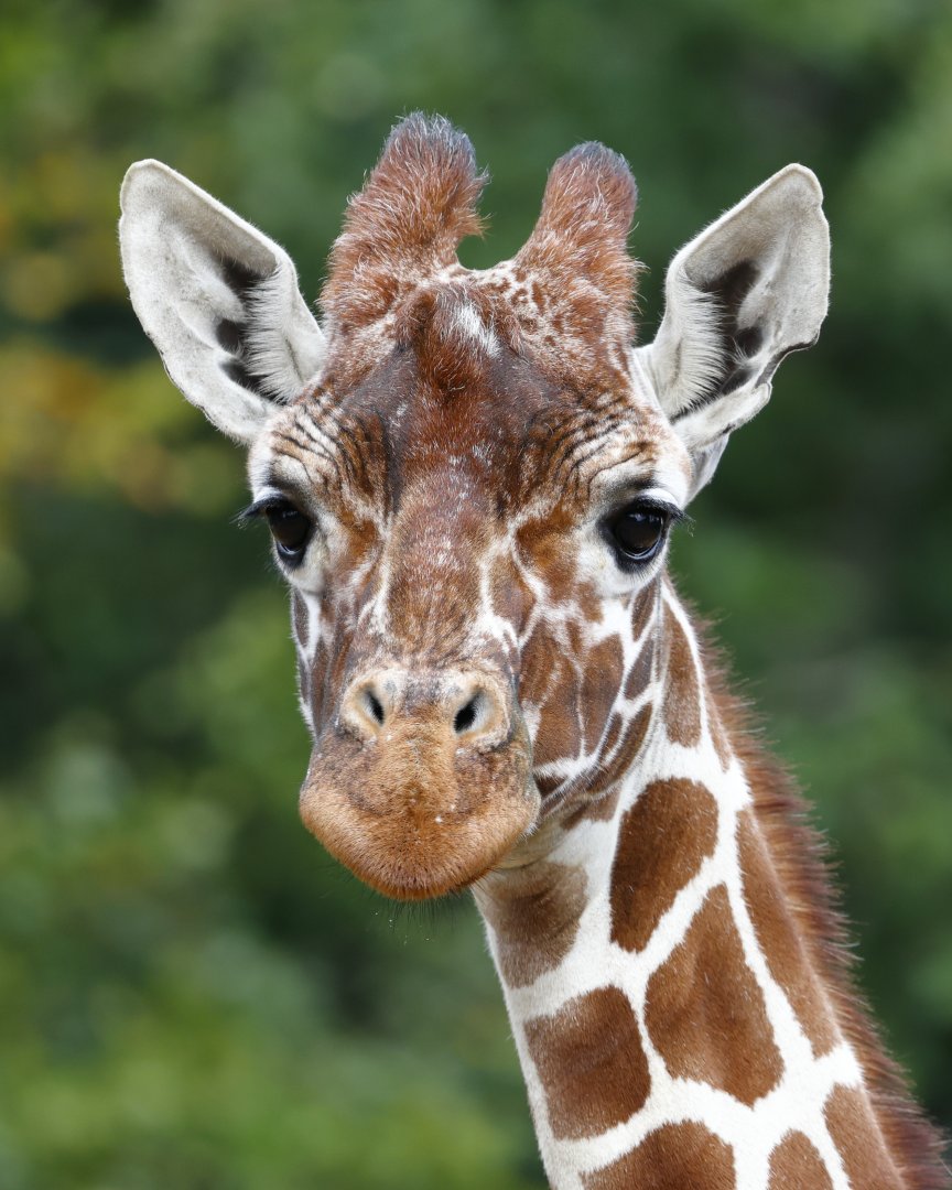 Reticulated Giraffe  / Whipsnade / 17-9-21