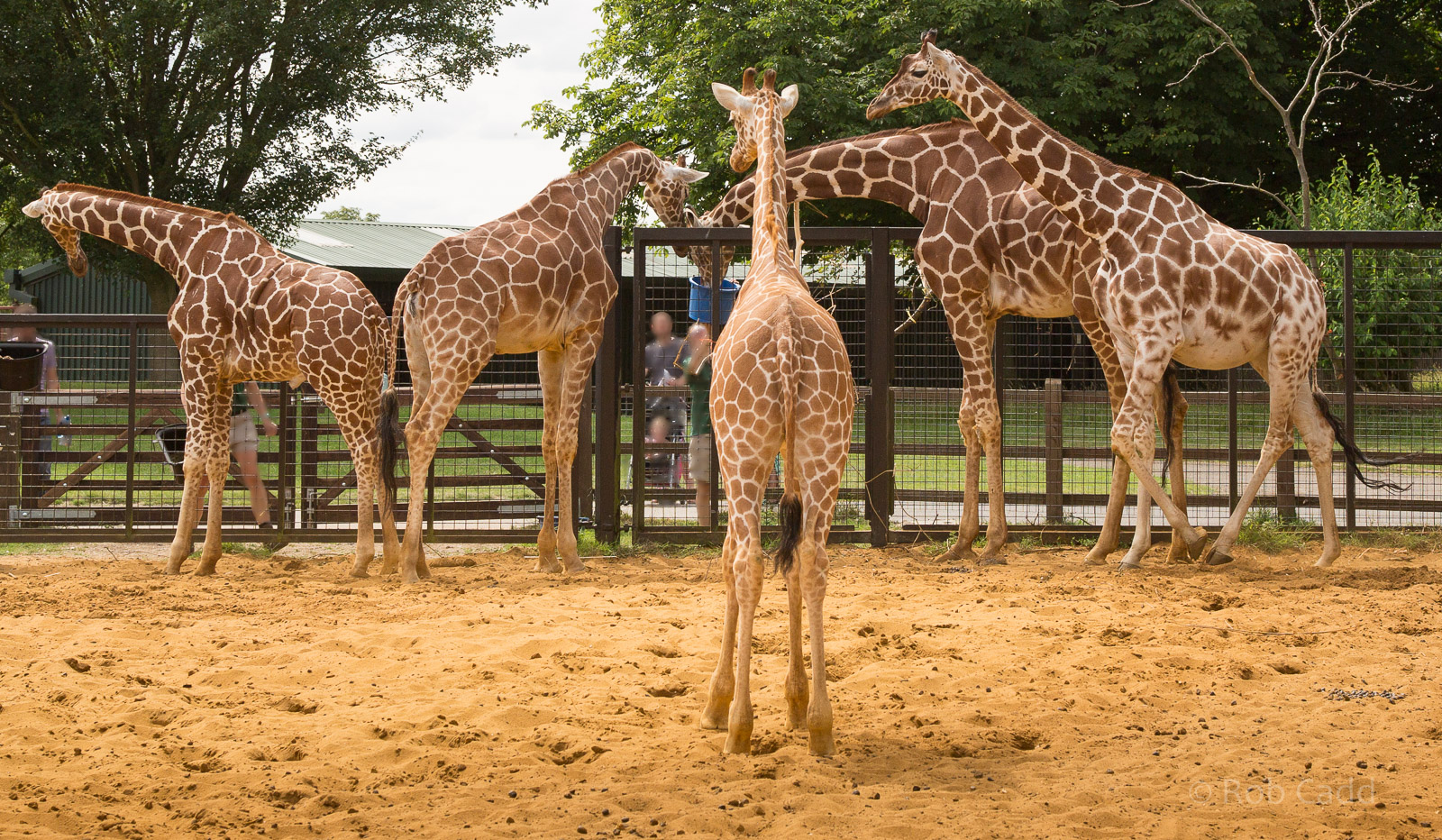 Reticulated giraffe : Whipsnade : 27 Jul 2014