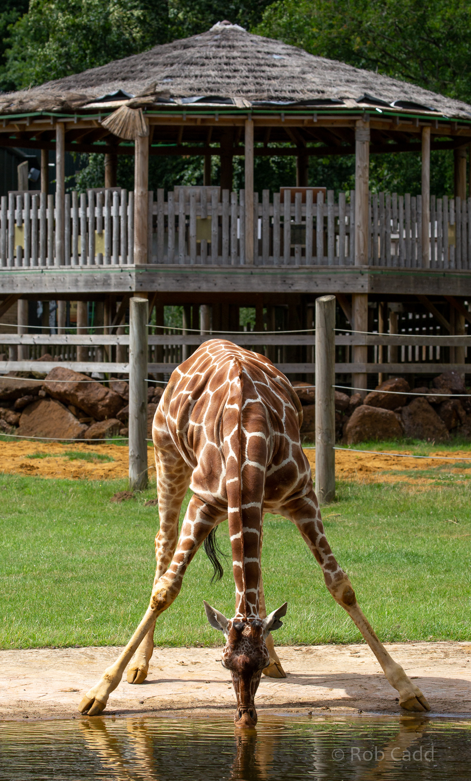 Reticulated giraffe : Whipsnade : 29 Jun 2020