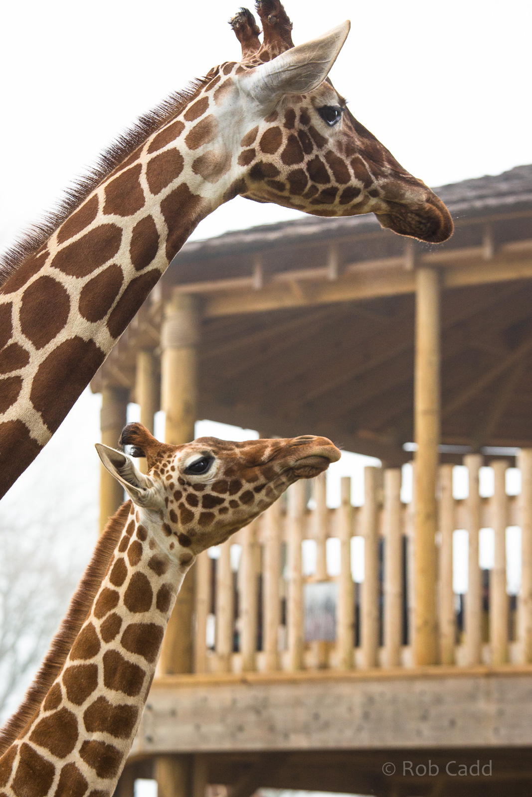 Reticulated giraffe : Whipsnade : 30 Nov 2014