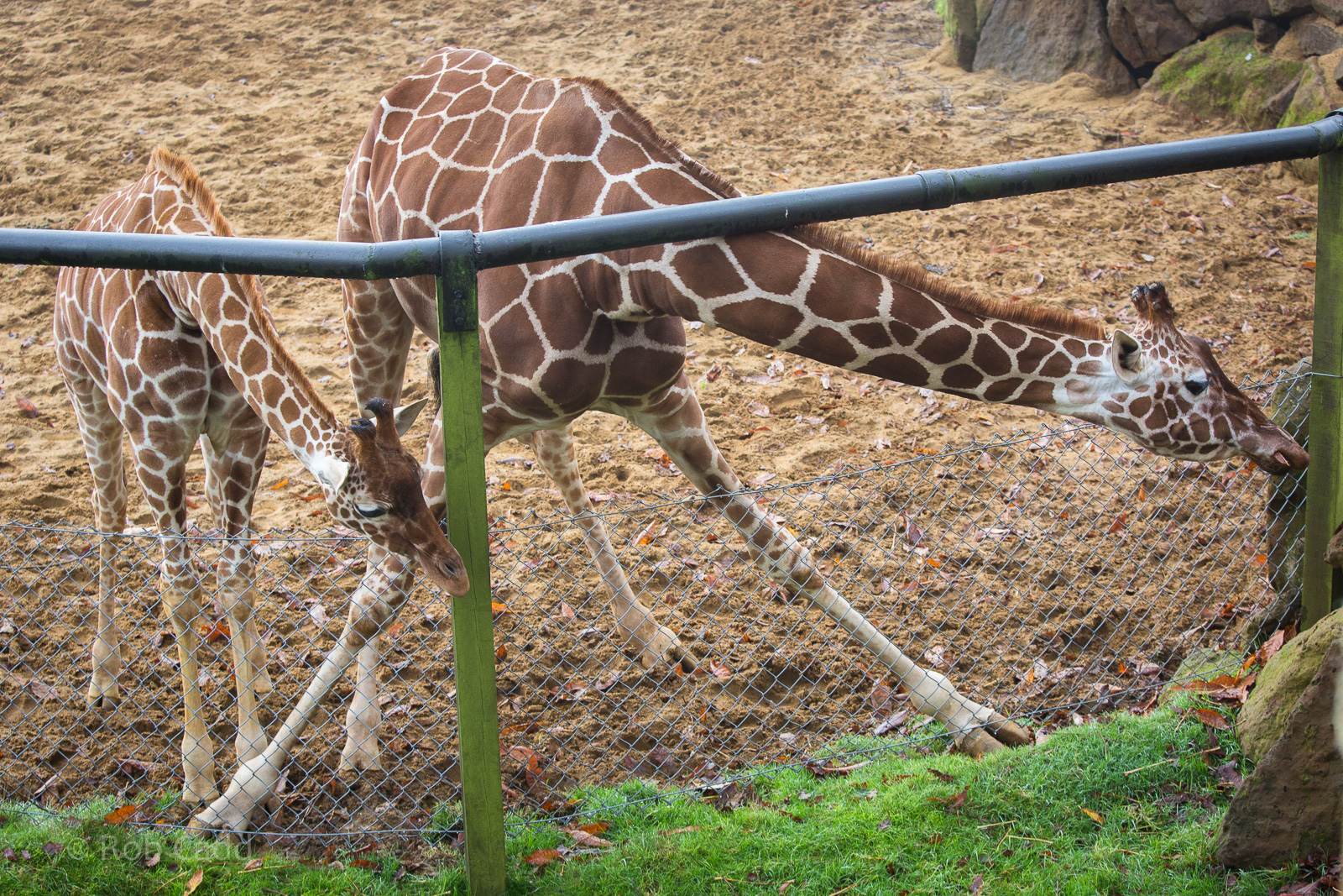 Reticulated giraffe : Whipsnade : 30 Nov 2014