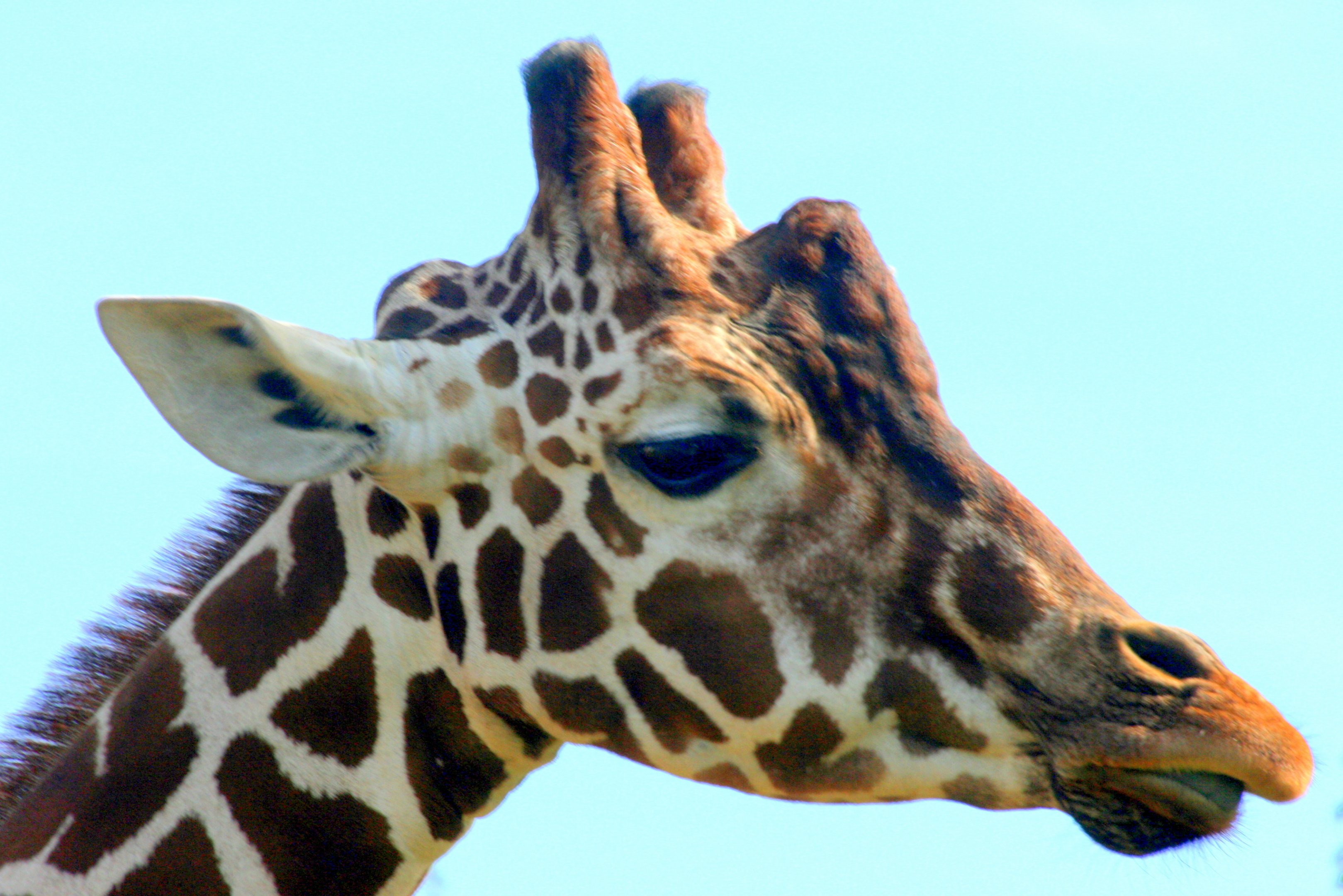 Reticulated giraffe; Whipsnade; 6th October 2017