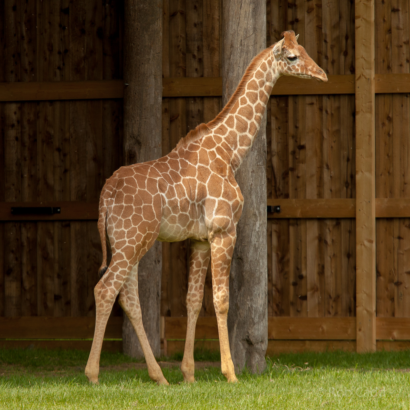 Reticulated giraffe (Willow) : Whipsnade : 05 May 2014
