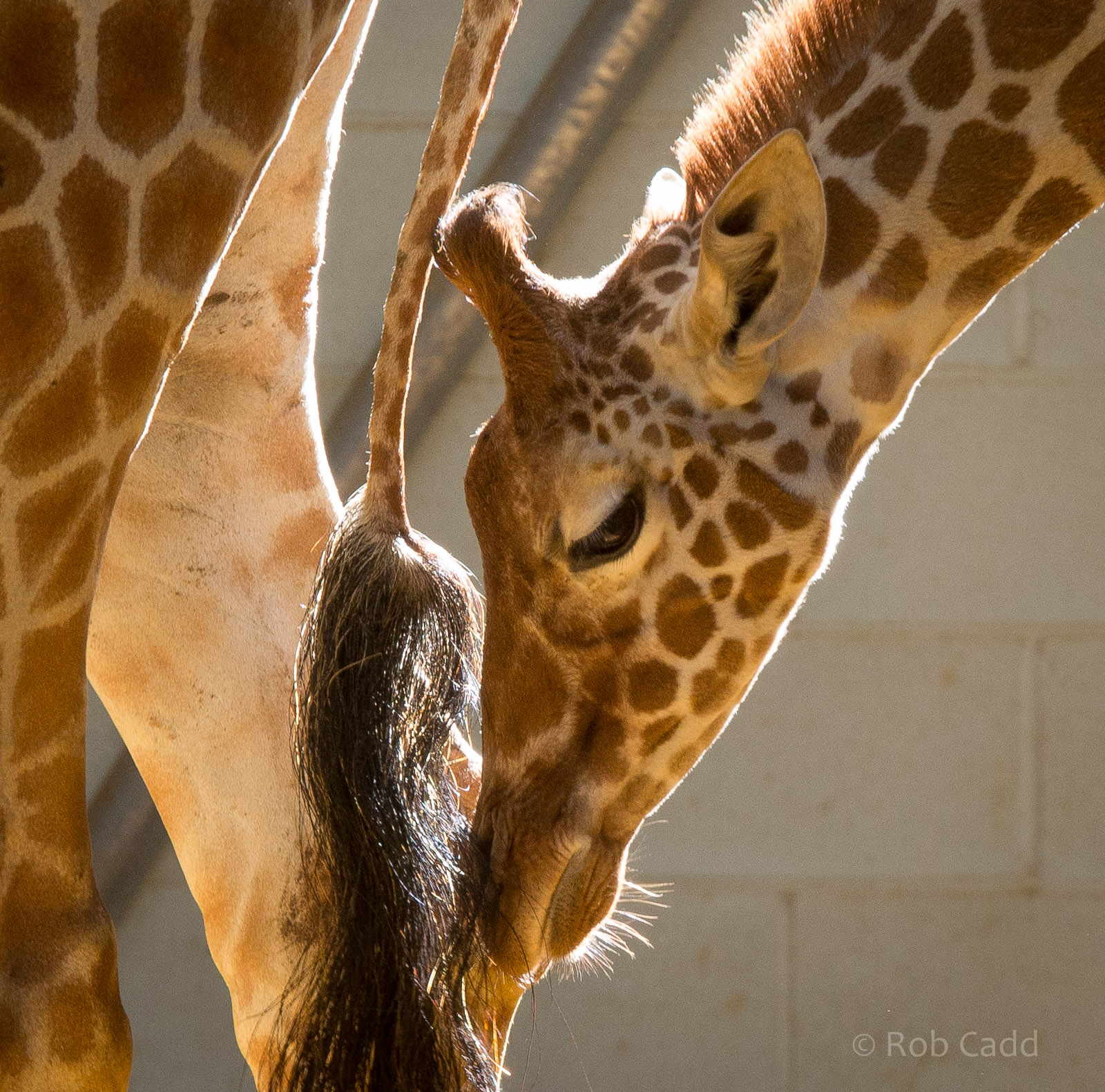 Reticulated giraffe (Willow) : Whipsnade : 19 Jul 2014