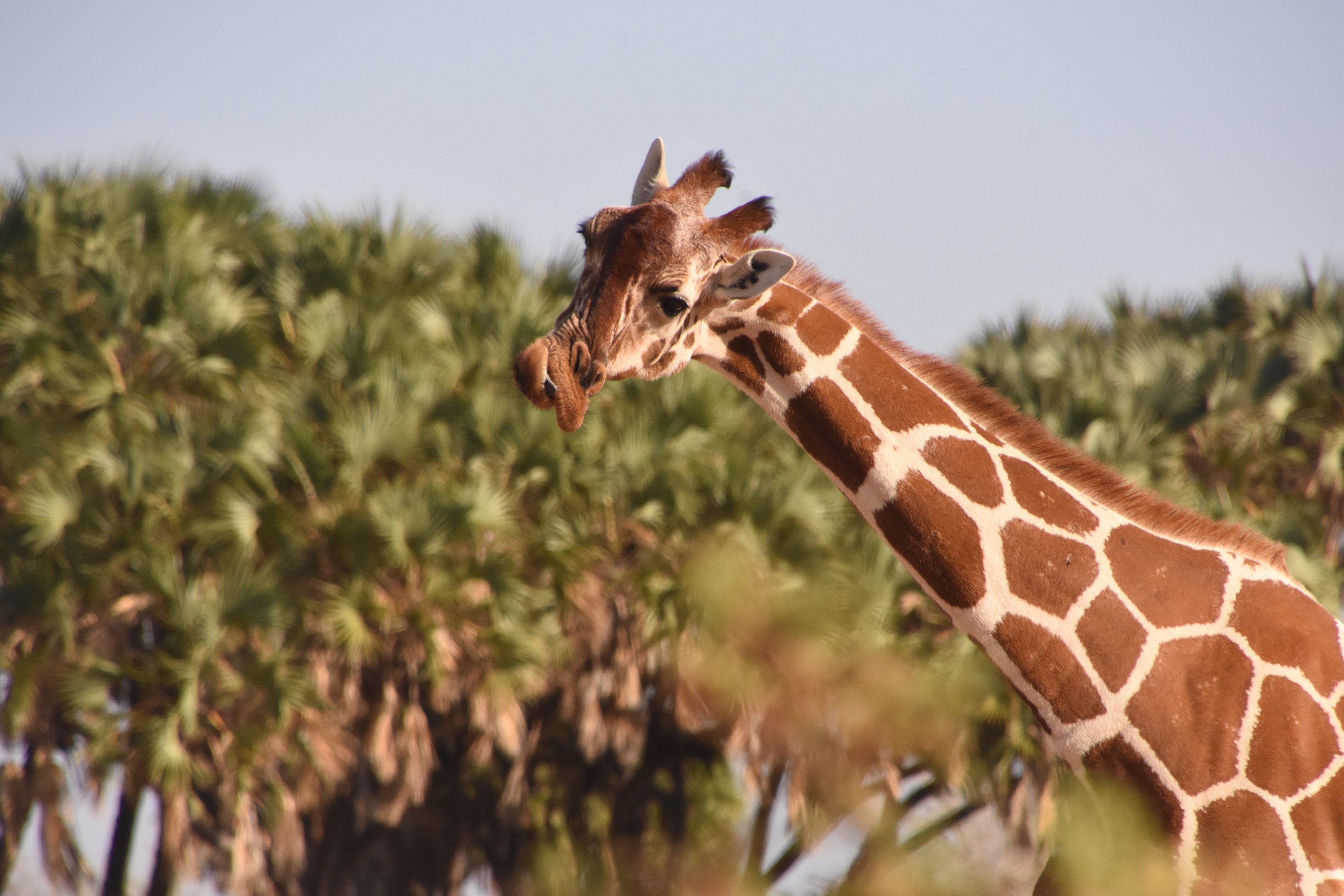 Reticulated giraffe with broken jaw