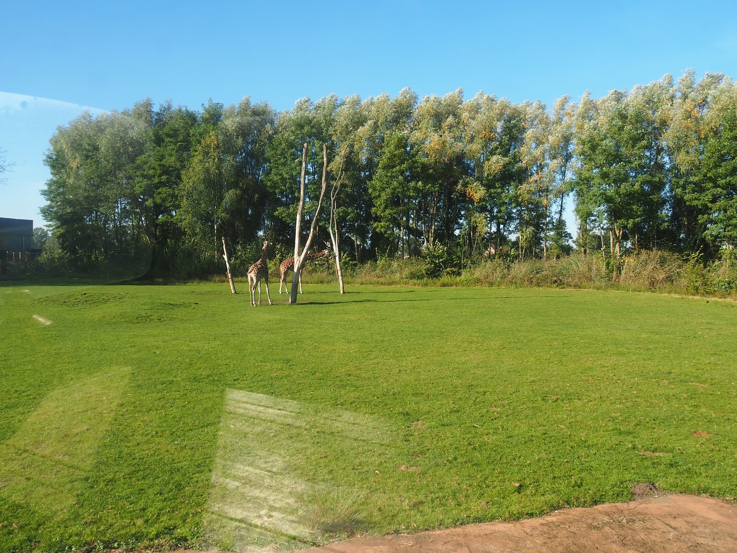 Reticulated giraffe, Zebu and De Brazza's guenon exhibit, 2022-10-09