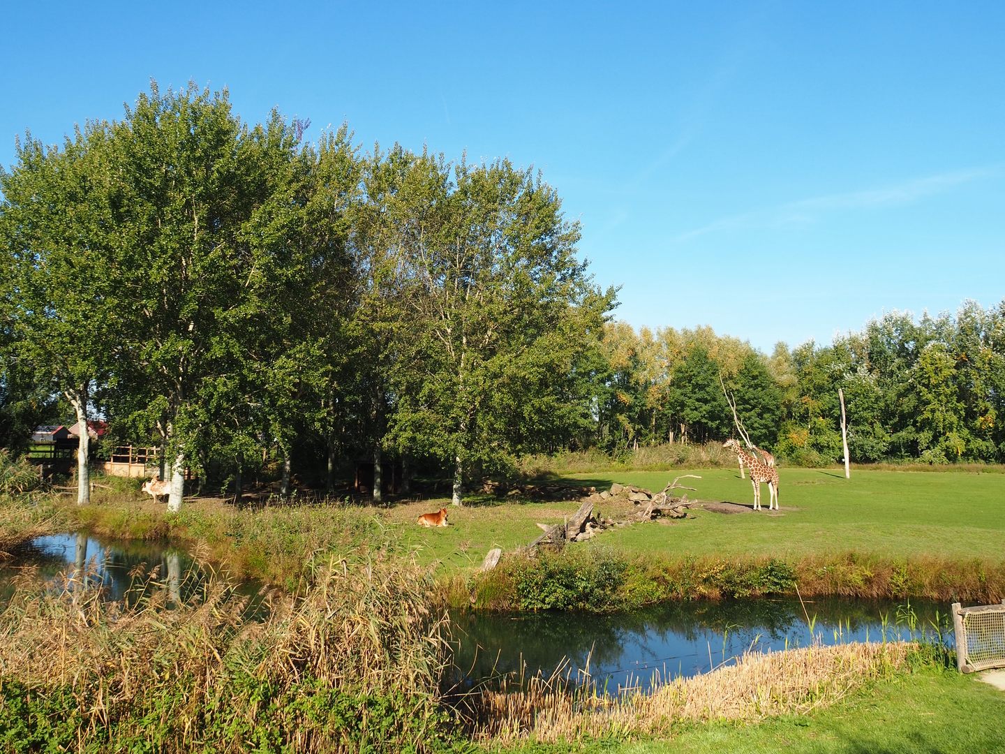 Reticulated giraffe, Zebu and De Brazza's guenon exhibit, 2022-10-09