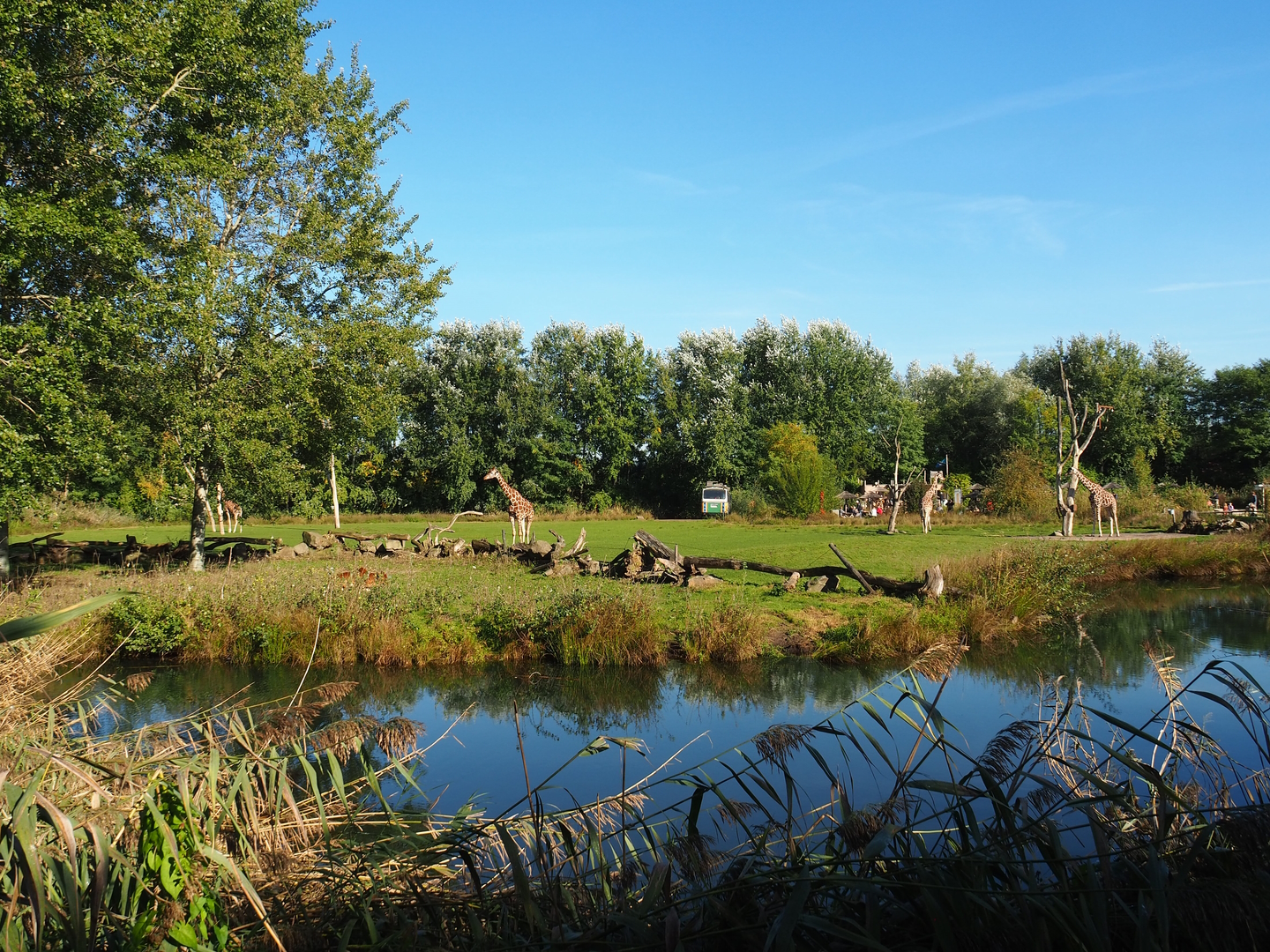 Reticulated giraffe, Zebu and De Brazza's guenon exhibit, 2022-10-09