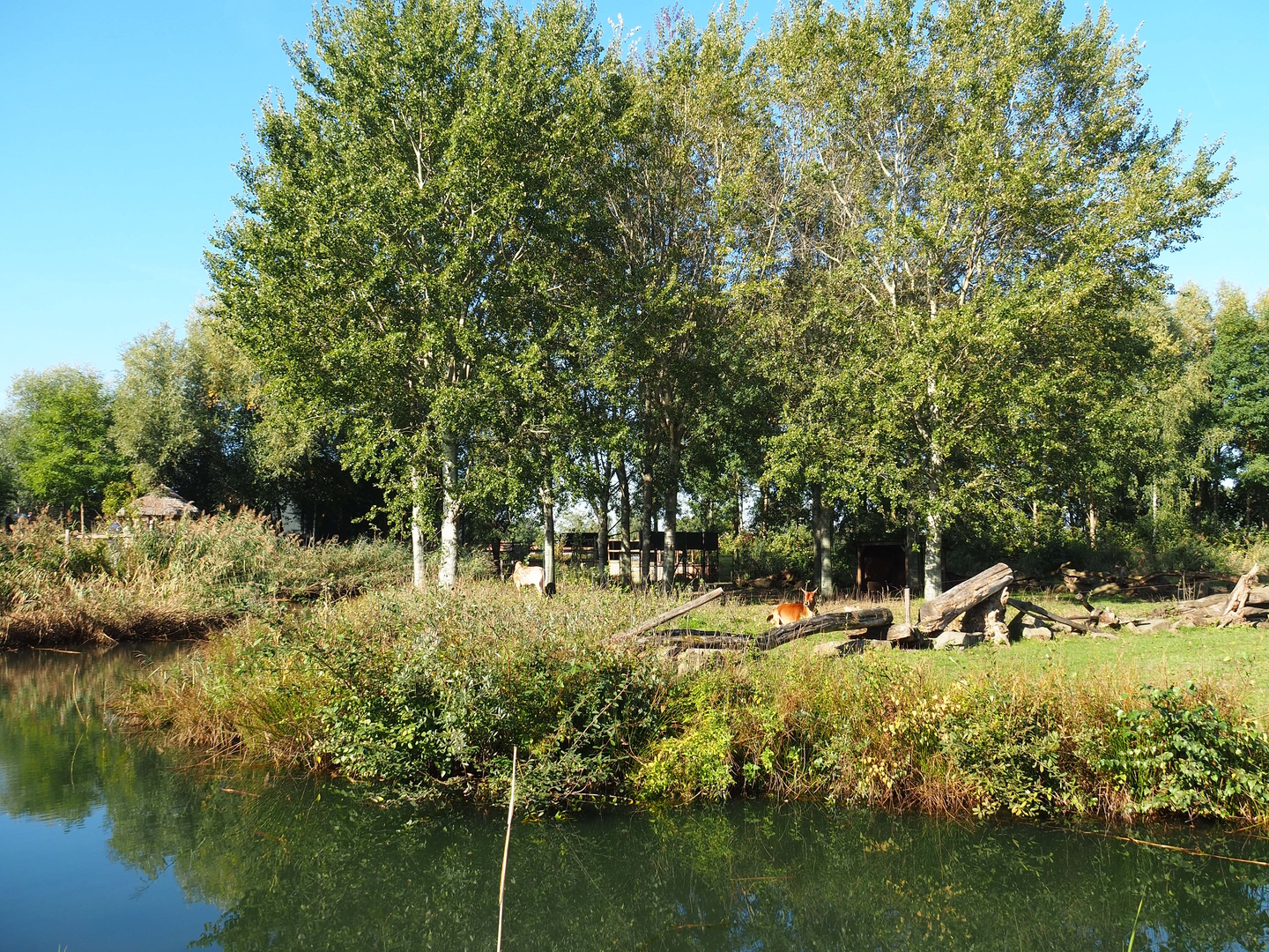 Reticulated giraffe, Zebu and De Brazza's guenon exhibit, 2022-10-09