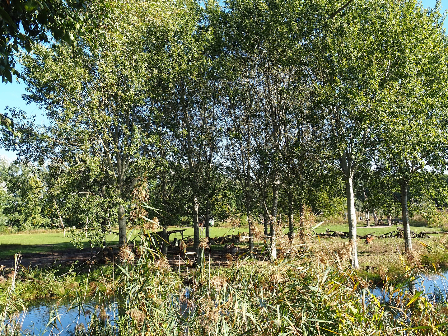 Reticulated giraffe, Zebu and De Brazza's guenon exhibit - Forest section, 2022-10-09