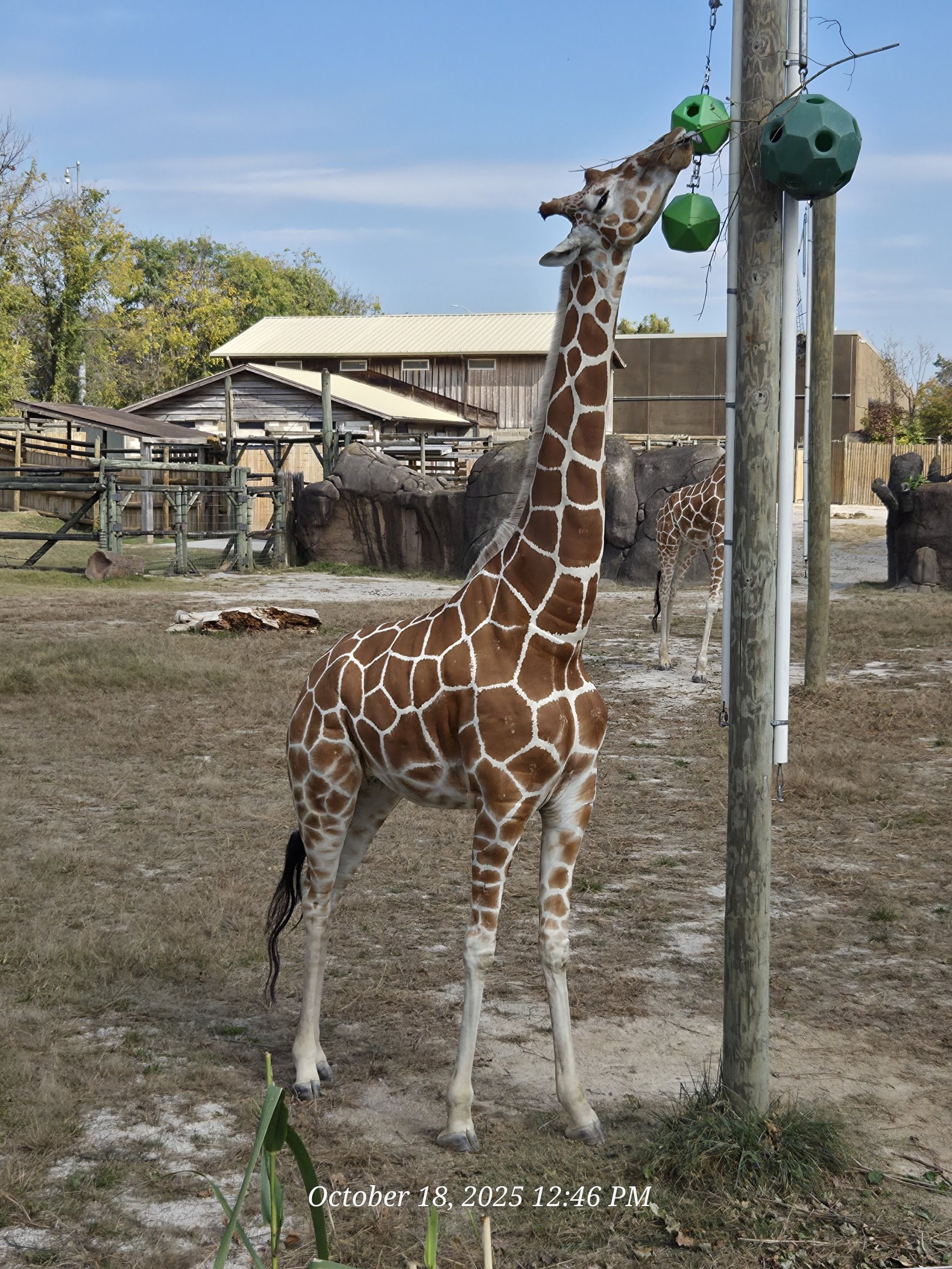 Reticulated Giraffe - Zoo Knoxville