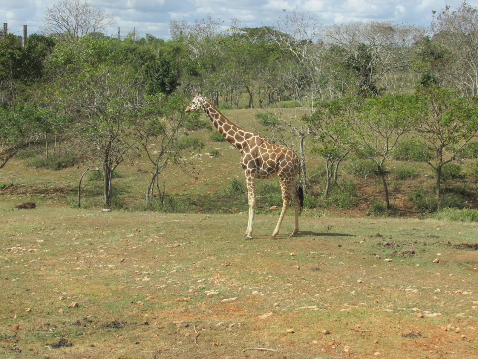 reticulated giraffe zoologico nacional