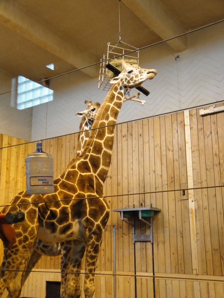 Reticulated Giraffe