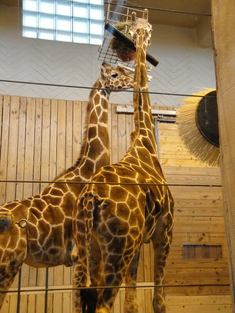 Reticulated Giraffe