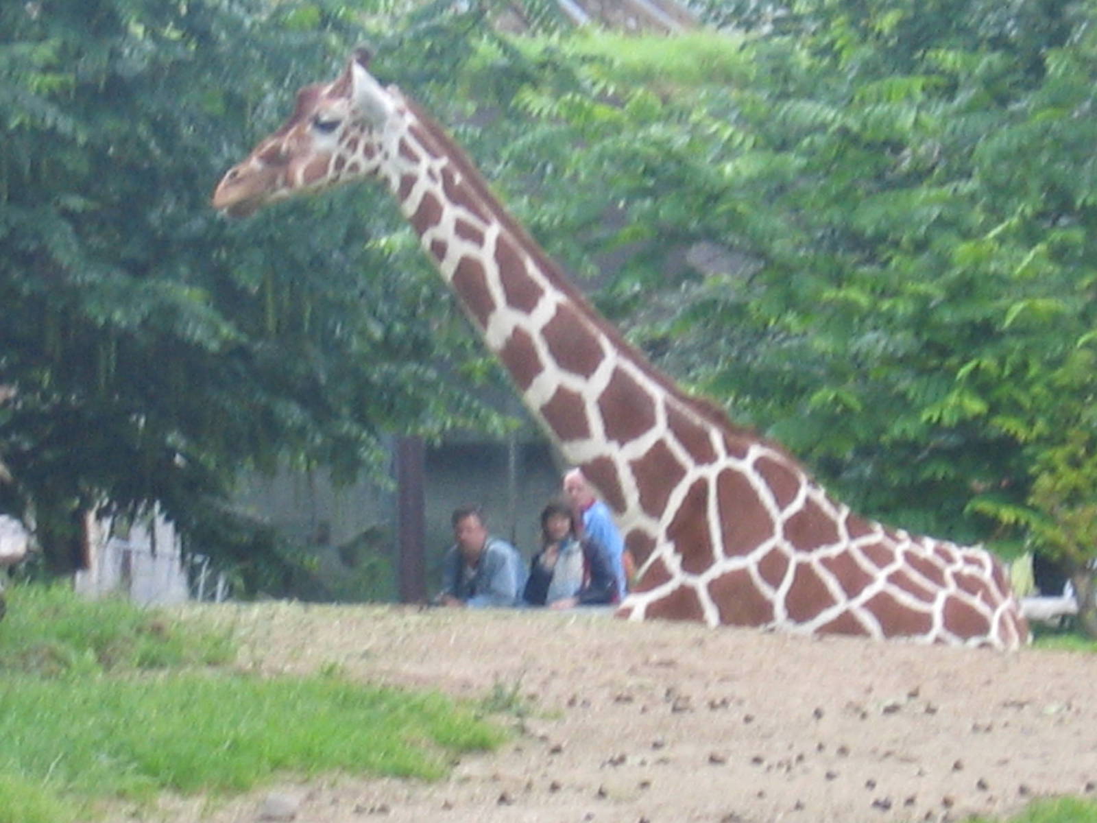 Reticulated Giraffe