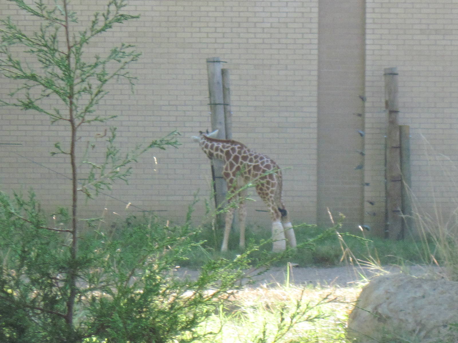 Reticulated Giraffe