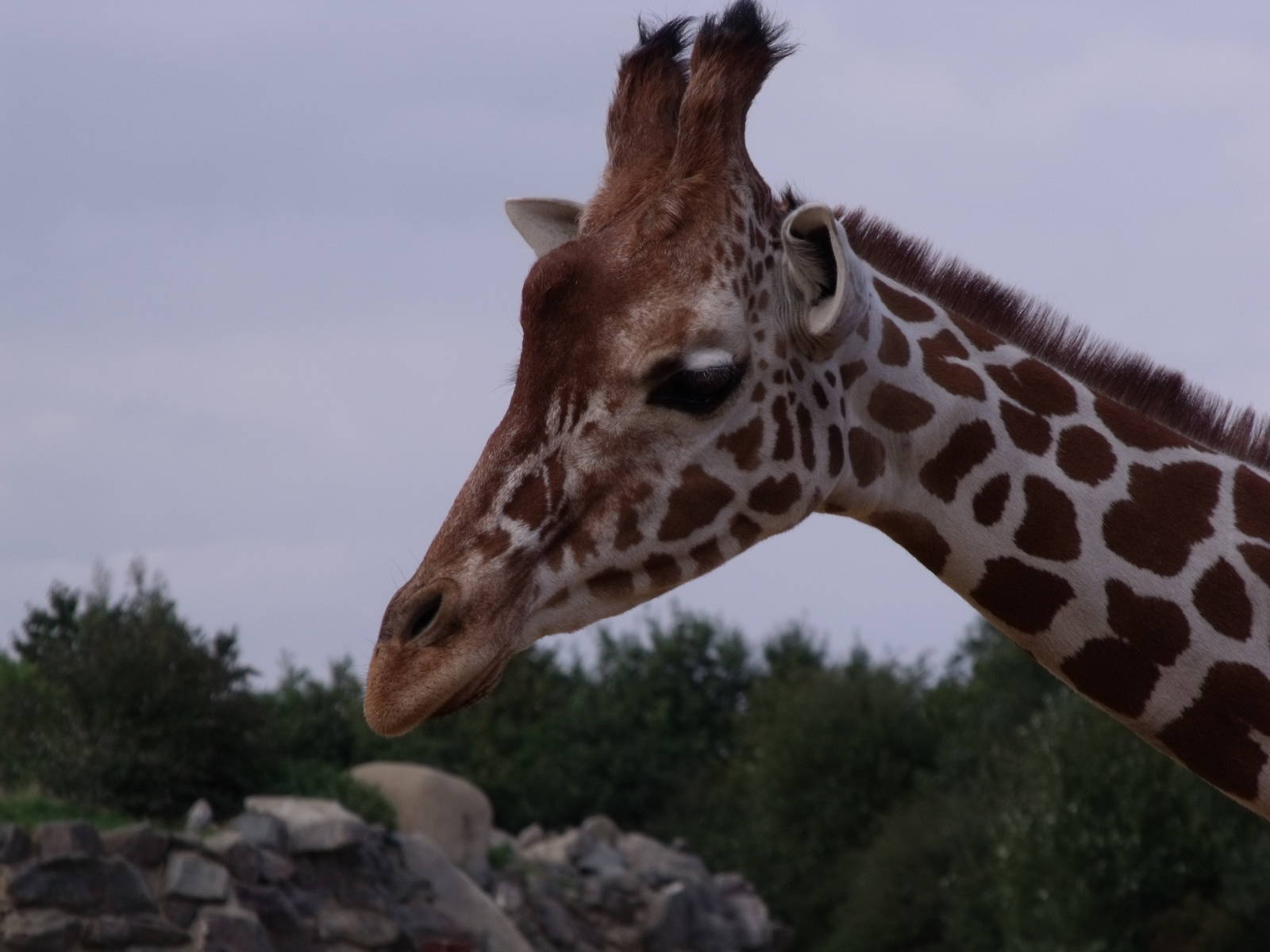 Reticulated Giraffe