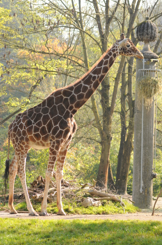 Reticulated giraffe