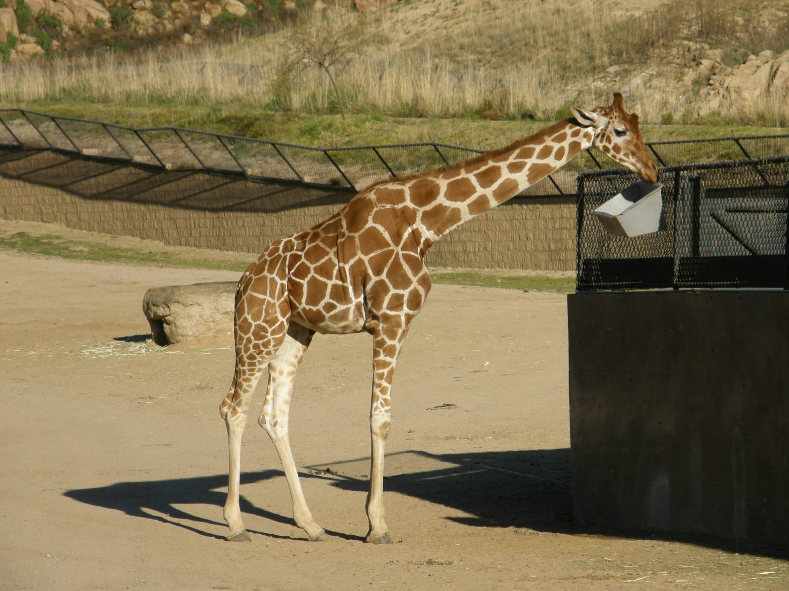 reticulated giraffe