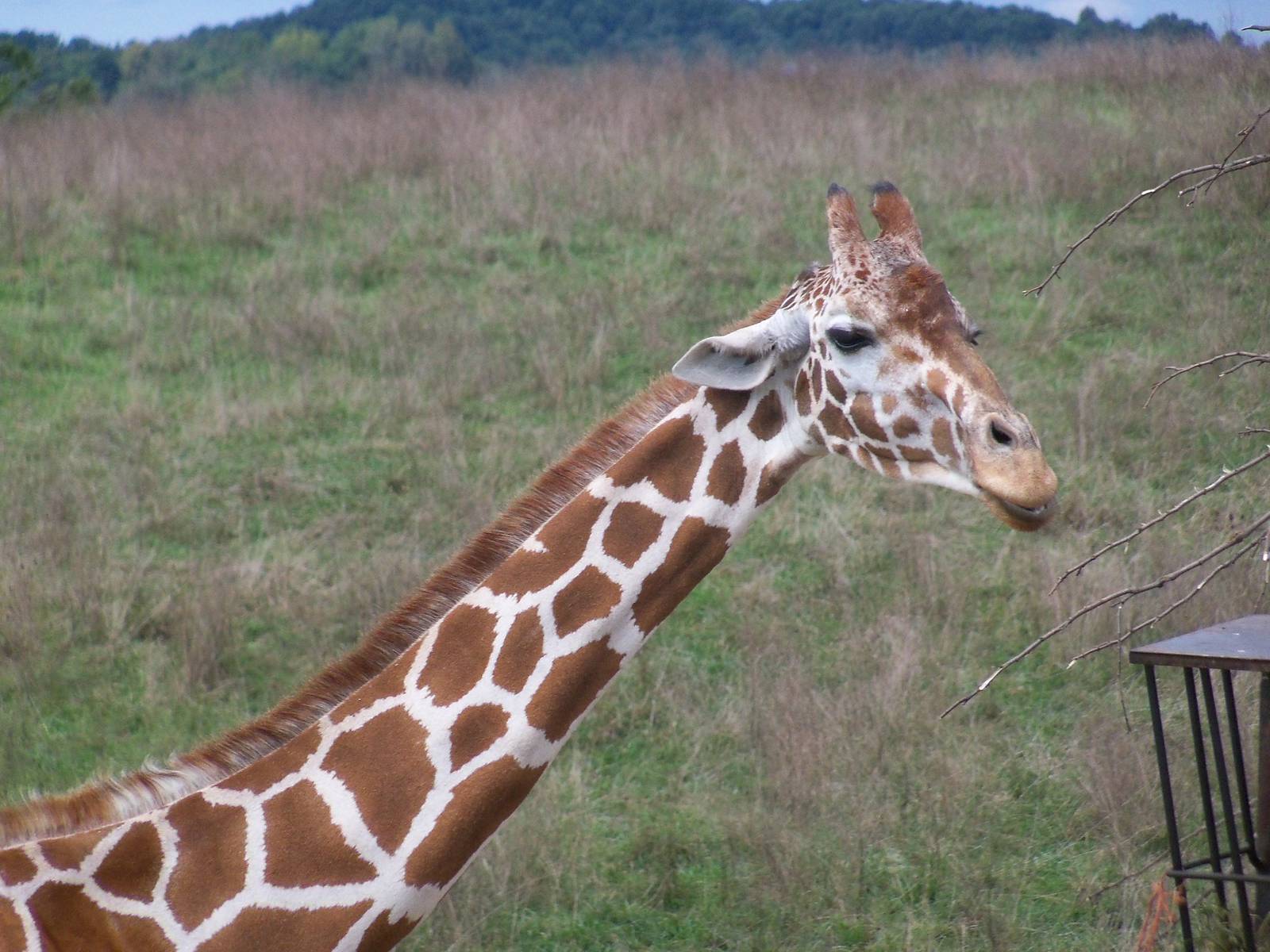 Reticulated Giraffe