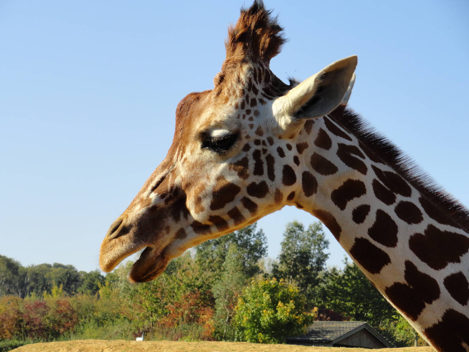 Reticulated Giraffe