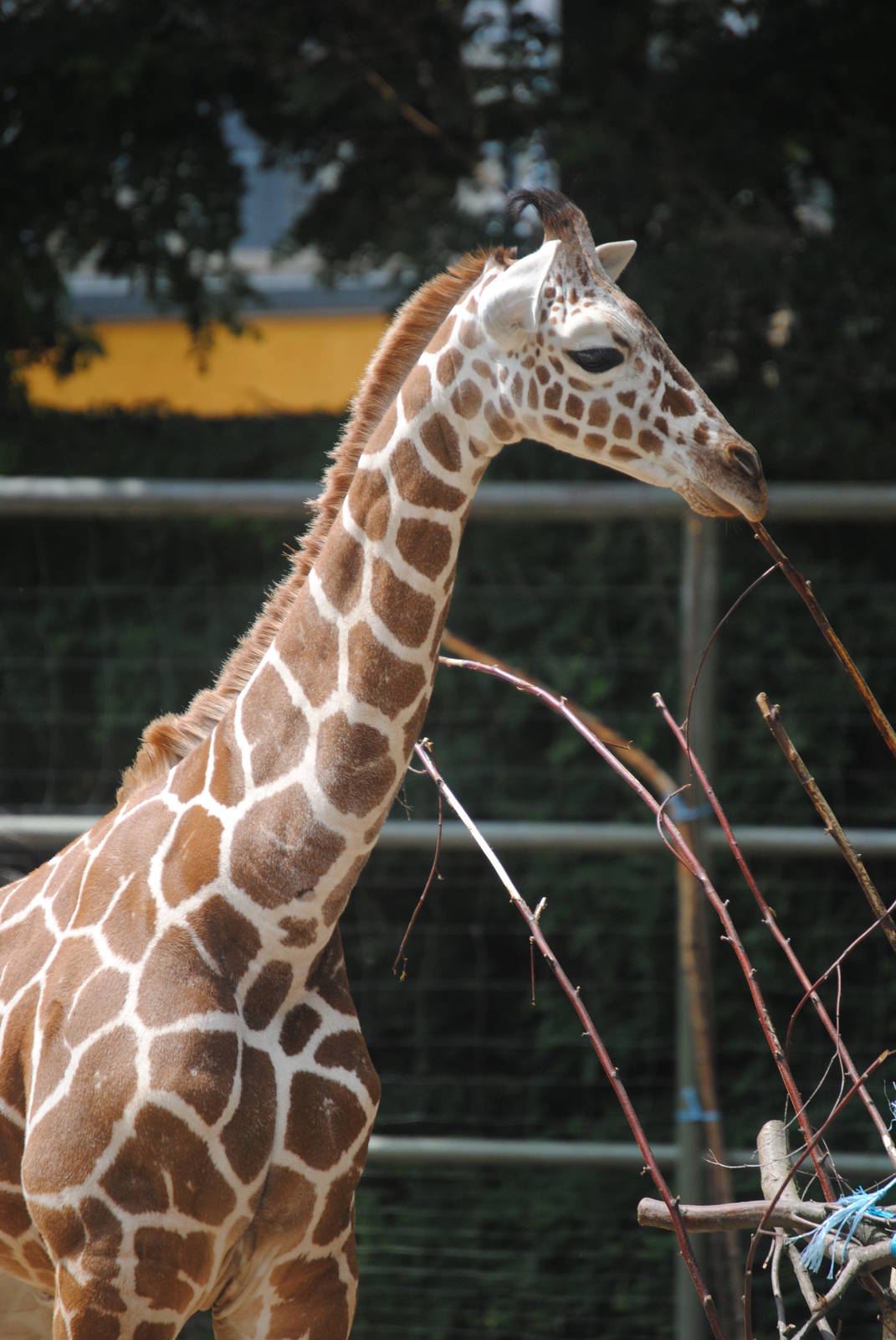 Reticulated giraffe