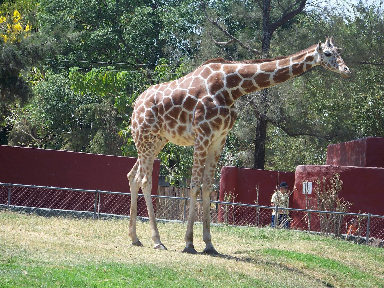 Reticulated Giraffe